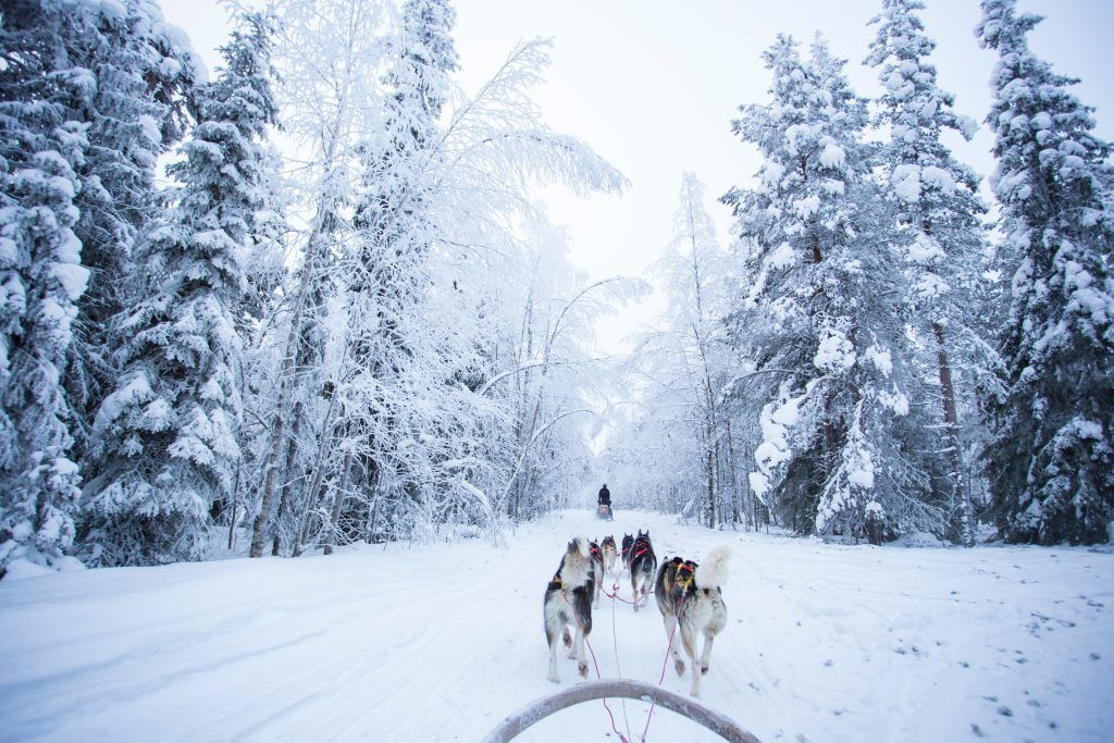 excursionhuskies, Trineos, Laponia